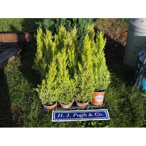 Lot 801       