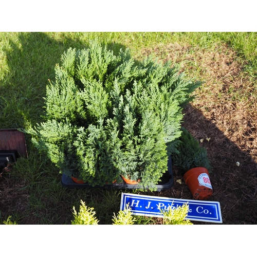 Lot 802       