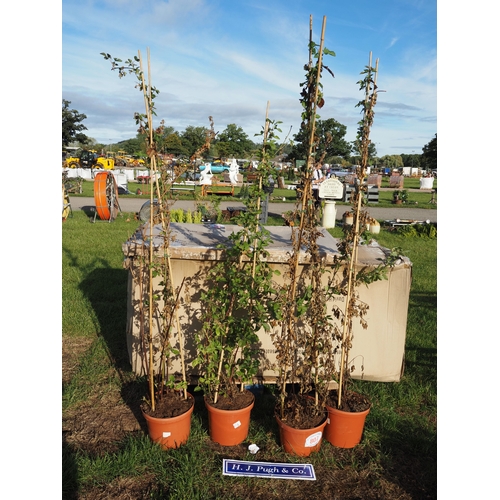 Lot 807       