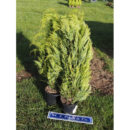 Lot 809       
