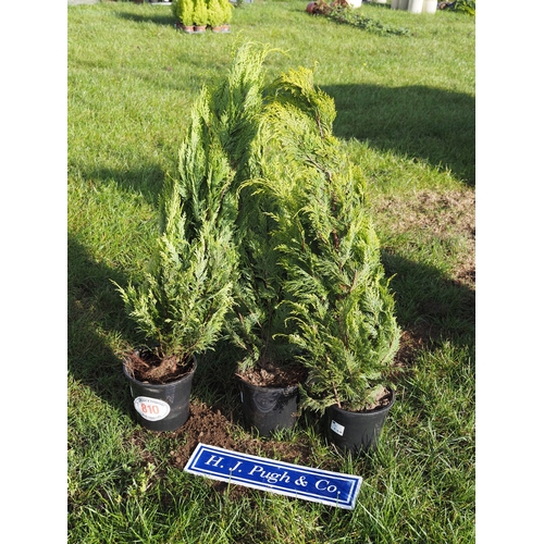 Lot 810       