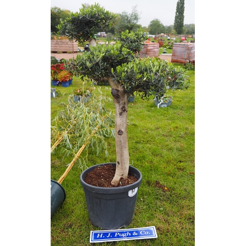 Pom pom Olive tree 5ft - 1