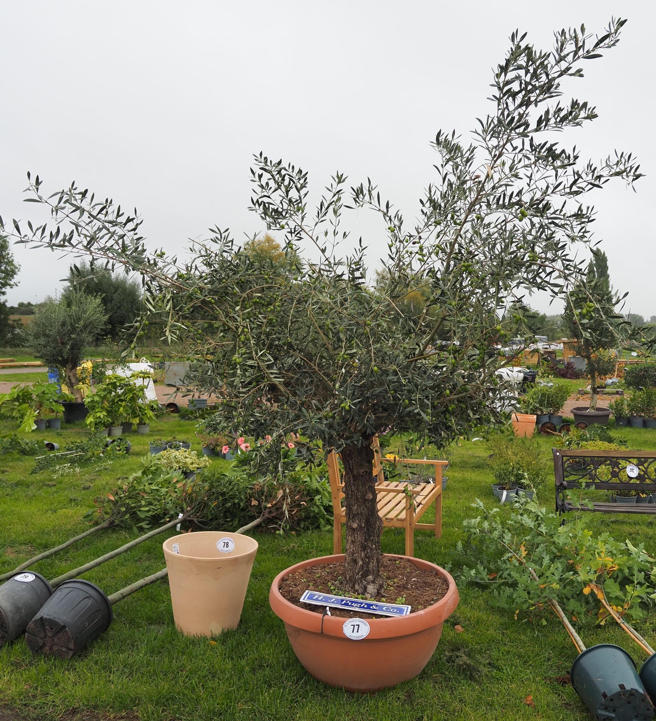 Specimen Olive tree 8ft - 1