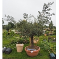 Specimen Olive tree 8ft - 1