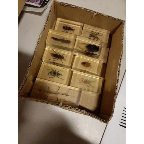 249 - Selection Of Insects In Resin