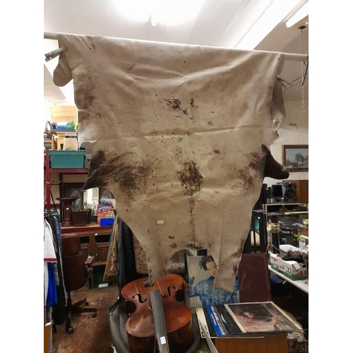 71 - Large Cow Hide