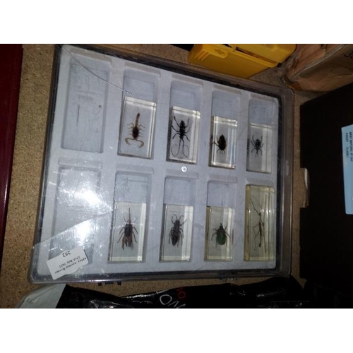 198 - 8 Insects Set In Acrylic In Showcase - Broken Lid