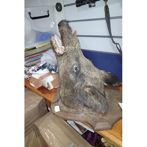 434 - Taxidermy Boars Head. Shot To Head And Mouth A/F