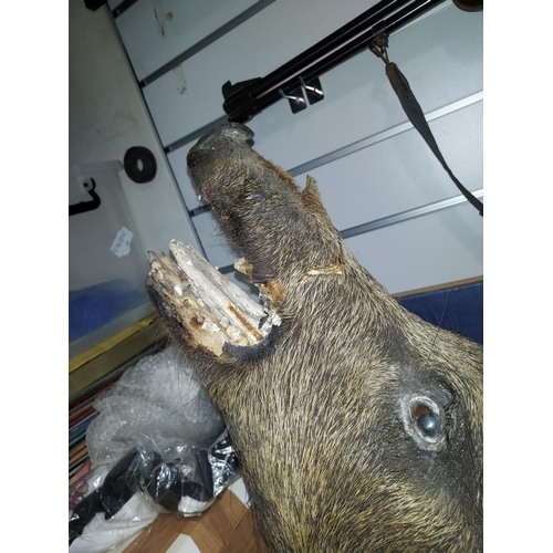 434 - Taxidermy Boars Head. Shot To Head And Mouth A/F