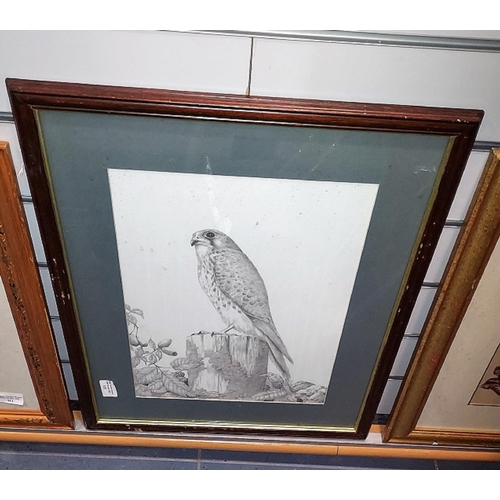 115 - Framed Print Of Bird Of Prey