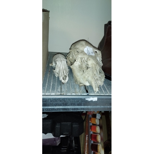 135 - 2 Taxidermy Skulls