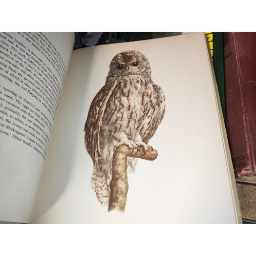 4 - Book On Birds Of Fields And Forests Illustrations By E Demartini