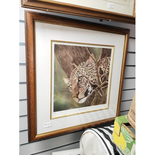 128 - Large Framed Ltd Edition Print Of A Leopard Called The Lookout Signed Frances Whitman With Certifica... 