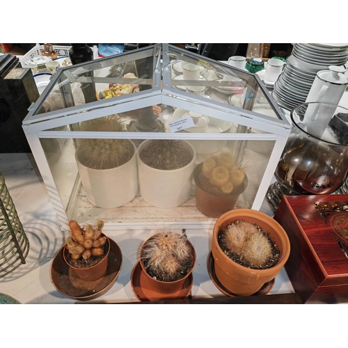 527 - Terrarium With 6 Cactus Plants