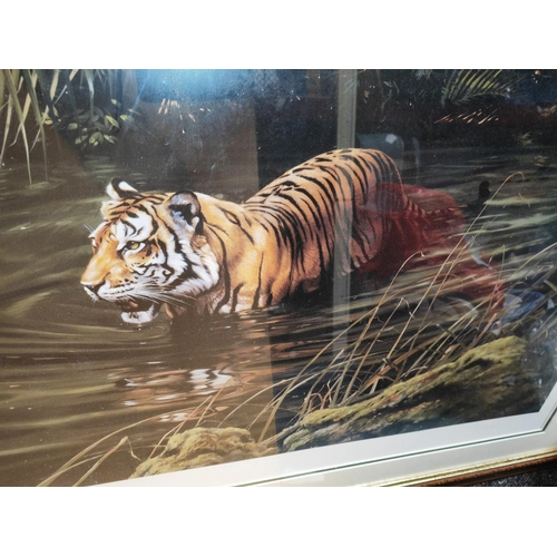 538 - Large Framed Frances Whitman Ltd Edition Print Of A Tiger Walking Through A Forest