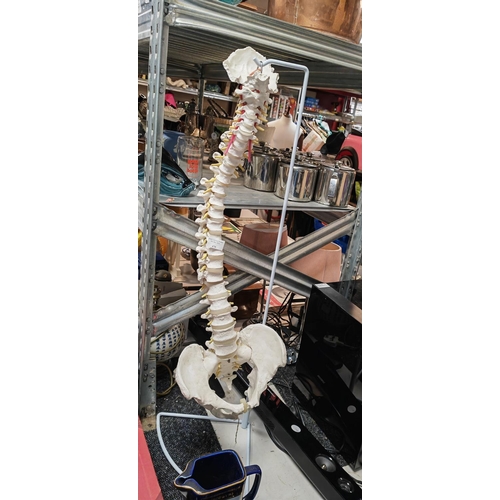 479 - Model Spine And Pelvis On Stand