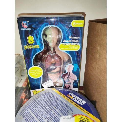 157 - Anatomical Anatomical Human Torso Model Boxed