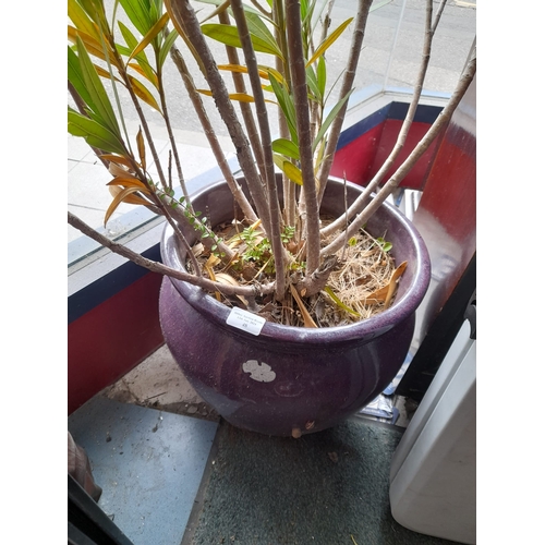 48 - Plant In Earthenware Pot