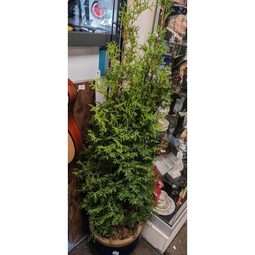 90 - Conifer Plant In Earthenware Plant Pot