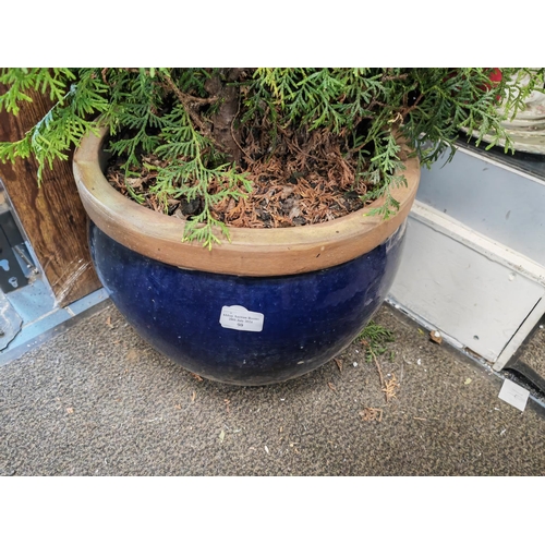 90 - Conifer Plant In Earthenware Plant Pot