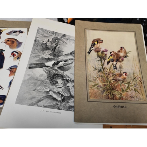 613 - 22 Plates Of Birds By Rowland Green, 1925, 8 Colour And 14 Black And White, Prints Trimmed And Ready... 