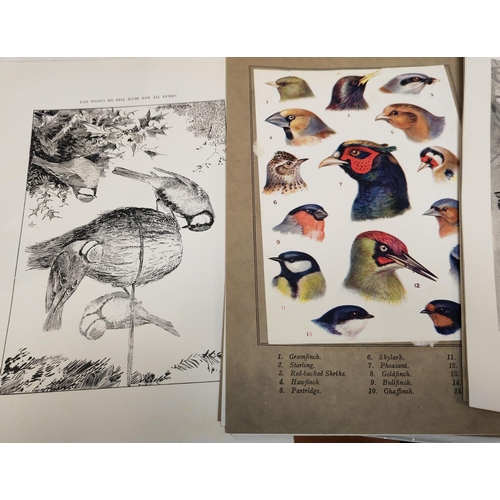 613 - 22 Plates Of Birds By Rowland Green, 1925, 8 Colour And 14 Black And White, Prints Trimmed And Ready... 