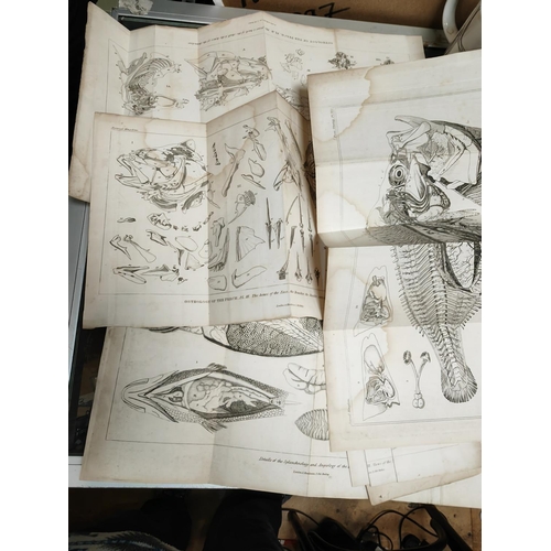 419 - 8 Fold Out Plates Of Fish & Their Make Up, 1837, B & W, Water Staining, Prints Trimmed & Ready For F... 