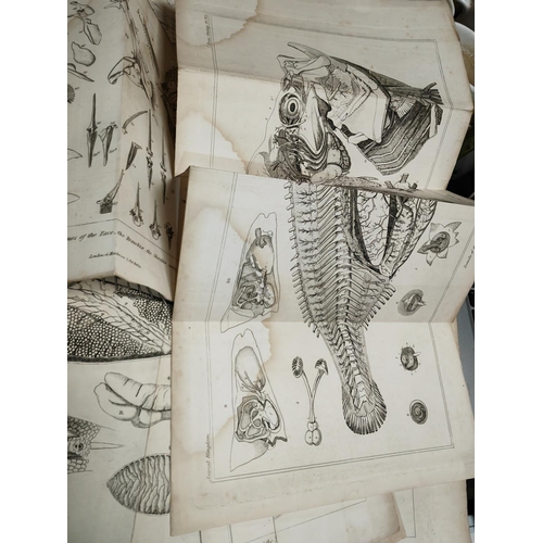 419 - 8 Fold Out Plates Of Fish & Their Make Up, 1837, B & W, Water Staining, Prints Trimmed & Ready For F... 