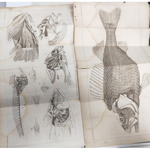 432 - 8 Fold Out Plates Of Fish & Their Make Up, 1837, B & W, Water Staining, Prints Trimmed & Ready For F... 