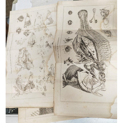 432 - 8 Fold Out Plates Of Fish & Their Make Up, 1837, B & W, Water Staining, Prints Trimmed & Ready For F... 