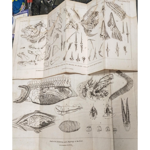 432 - 8 Fold Out Plates Of Fish & Their Make Up, 1837, B & W, Water Staining, Prints Trimmed & Ready For F... 