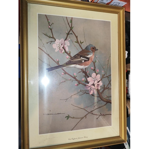 455 - 2 Framed Bird Prints