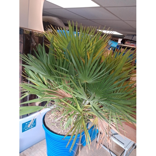 83 - Plant In Flower Pot