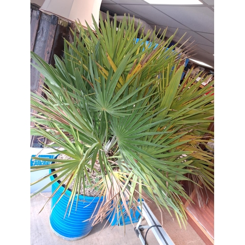 83 - Plant In Flower Pot