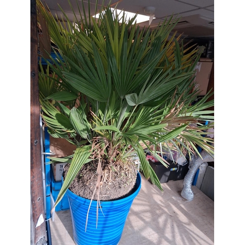 83 - Plant In Flower Pot