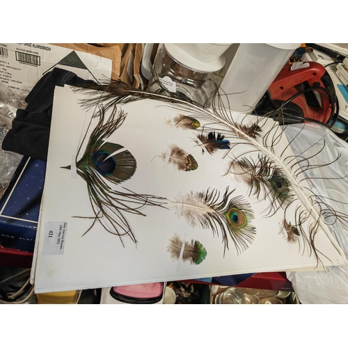 199 - Folder Of Peacock Feathers