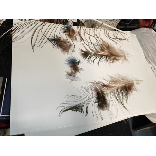 199 - Folder Of Peacock Feathers