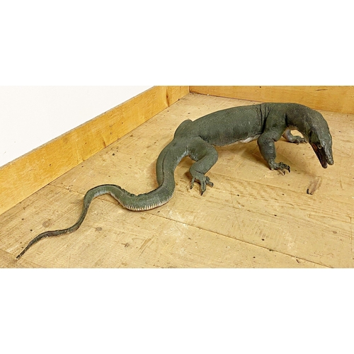 111 - Taxidermy interest - Study of a monitor lizard, 97 cm long