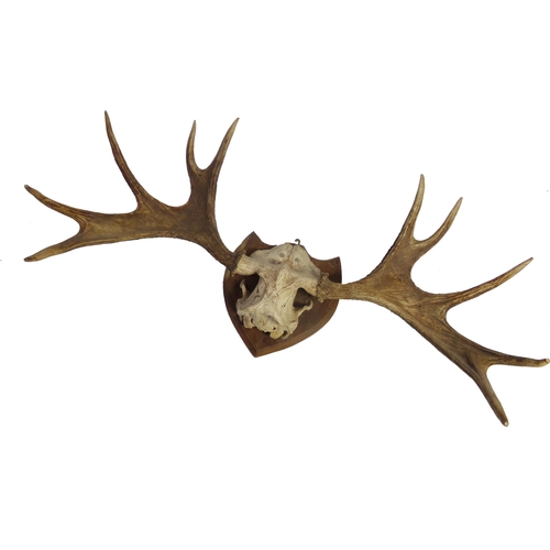 535 - Impressive set of five point antlers and skull cap on a shield shaped plaque, 106cm wide