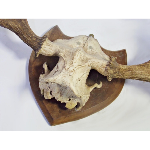 535 - Impressive set of five point antlers and skull cap on a shield shaped plaque, 106cm wide