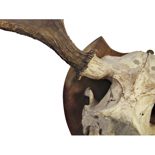 535 - Impressive set of five point antlers and skull cap on a shield shaped plaque, 106cm wide