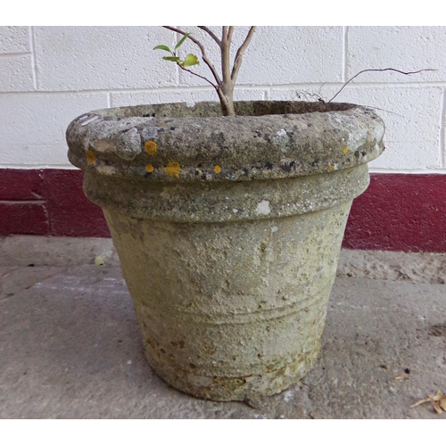 19 - Well weathered reconstituted stone planter, banded decoration and planted up, 44 x 52cm