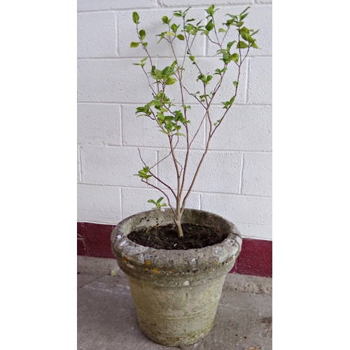 19 - Well weathered reconstituted stone planter, banded decoration and planted up, 44 x 52cm