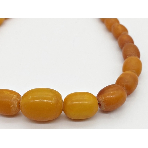 303 - Graduated butterscotch amber bead necklace, 35cm long, 21.2g approx