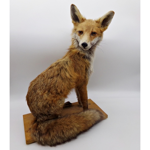 140 - Taxidermy interest - pretty seated vixen, 53cm high