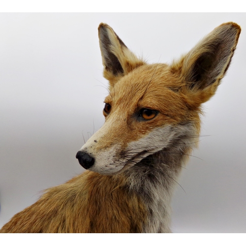 140 - Taxidermy interest - pretty seated vixen, 53cm high