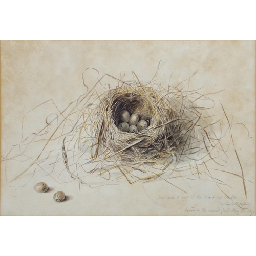 653 - 19th century school - Study of eggs in a nest, unsigned, inscribed 'Nest and 5 eggs of the Black-cap... 