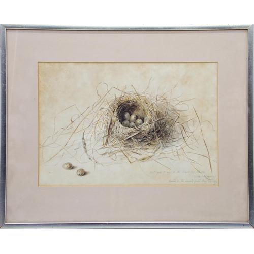 653 - 19th century school - Study of eggs in a nest, unsigned, inscribed 'Nest and 5 eggs of the Black-cap... 