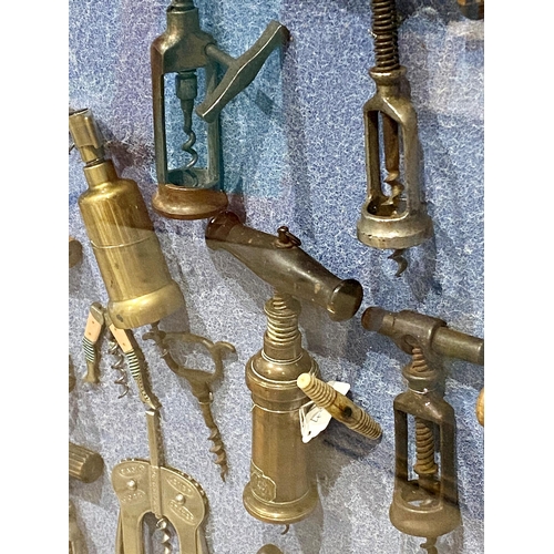 167 - Bespoke antique corkscrew diorama comprising 46 corkscrews to include Dowler Patent, novelty sailor ... 