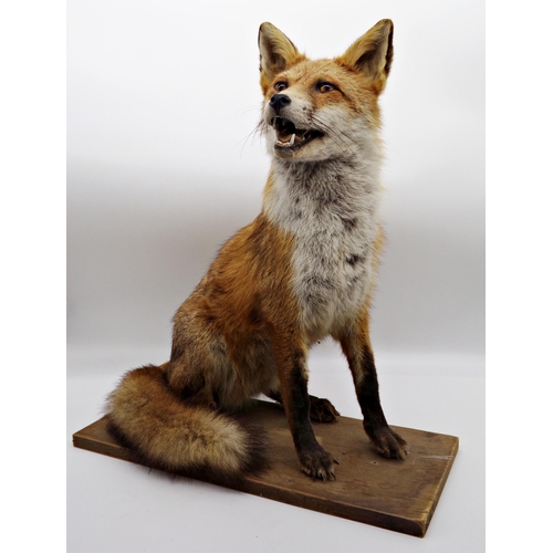 171 - Taxidermy interest - handsome seated fox, 57cm high